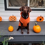 Entry image for Liv the Lab