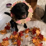 Entry image for Strider the Labrador 