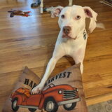 Entry image for Penny