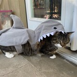 Entry image for Scout