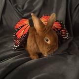 Entry image for Hot Dog Bun