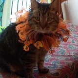 Entry image for Porchini