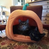 Entry image for Winston and Clementine