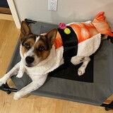 Entry image for Fitz