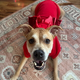 Entry image for Harley