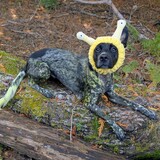 Entry image for Millie (Millipede)