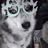 Entry image for Rocky