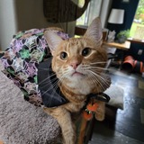 Entry image for Finnegan 