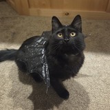 Entry image for Buoy 