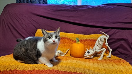Entry image for Maple the Cat. Clicking this image will show a larger photo