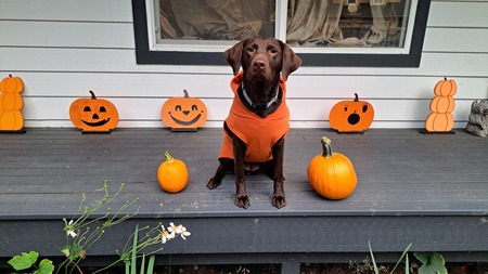 Entry image for Liv the Lab. Clicking this image will show a larger photo