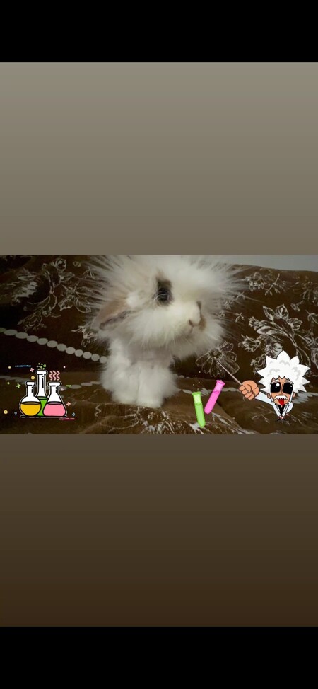 Entry image for Guppy. Clicking this image will show a larger photo