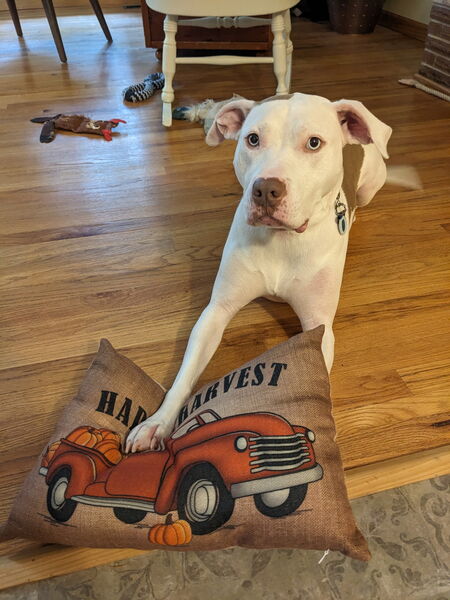 Entry image for Penny. Clicking this image will show a larger photo