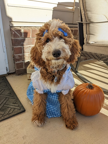 Entry image for Ellie. Clicking this image will show a larger photo