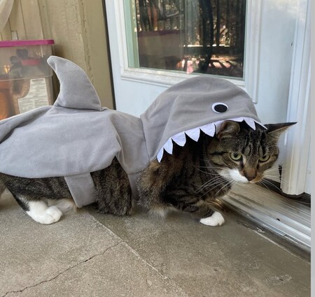 Entry image for Scout. Clicking this image will show a larger photo