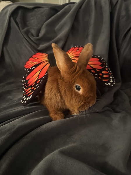 Entry image for Hot Dog Bun. Clicking this image will show a larger photo