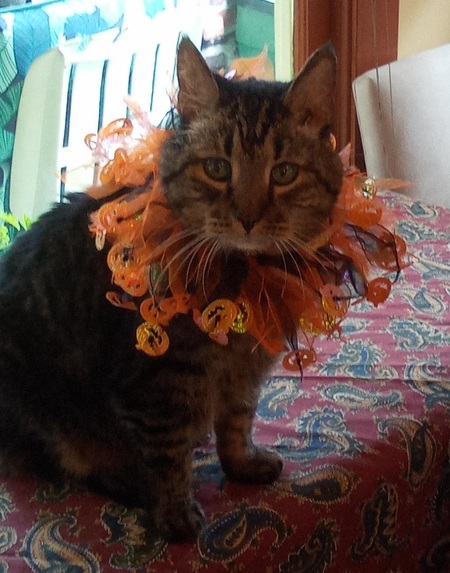 Entry image for Porchini. Clicking this image will show a larger photo