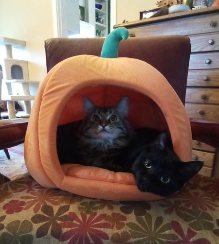 Entry image for Winston and Clementine. Clicking this image will show a larger photo