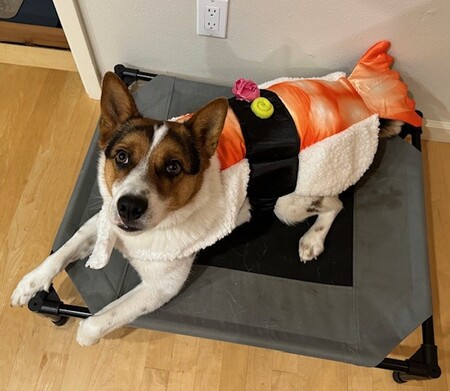 Entry image for Fitz. Clicking this image will show a larger photo