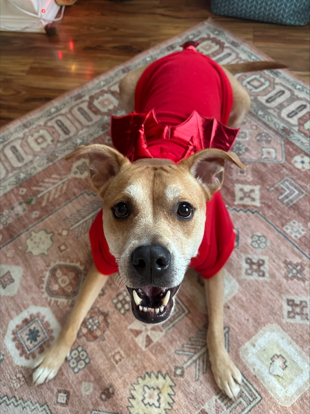 Entry image for Harley. Clicking this image will show a larger photo