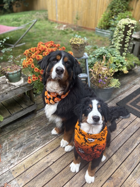 Entry image for Olive & Linus. Clicking this image will show a larger photo