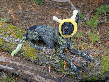 Entry image for Millie (Millipede). Clicking this image will show a larger photo