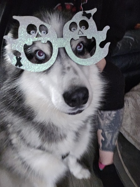 Entry image for Rocky. Clicking this image will show a larger photo