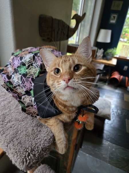 Entry image for Finnegan . Clicking this image will show a larger photo