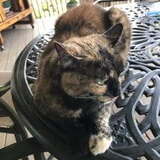 Entry image for Millie