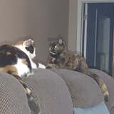 Entry image for Morgan and Millie 