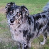 Entry image for True