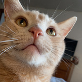 Entry image for Augustus