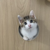 Entry image for Joey