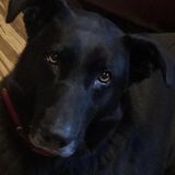 Entry image for Koda 