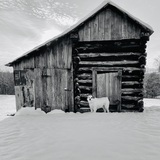 Entry image for “Bear"