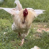 Entry image for Nigel