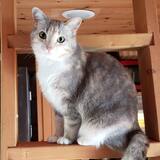 Entry image for Paige