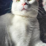 Entry image for Rocky