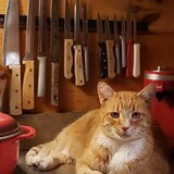 Entry image for Moxie