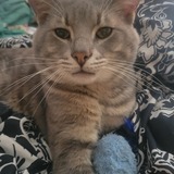 Entry image for Loki