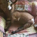 Entry image for Bizzie