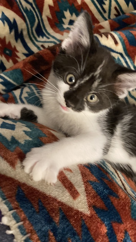 Entry image for Little Britches. Clicking this image will show a larger photo