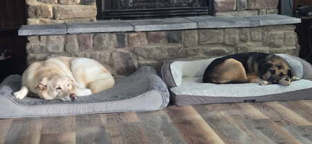 Entry image for Cora and Newton . Clicking this image will show a larger photo