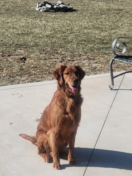 Entry image for Ruby. Clicking this image will show a larger photo