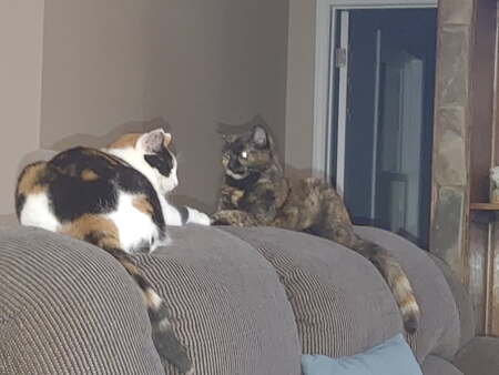 Entry image for Morgan and Millie . Clicking this image will show a larger photo