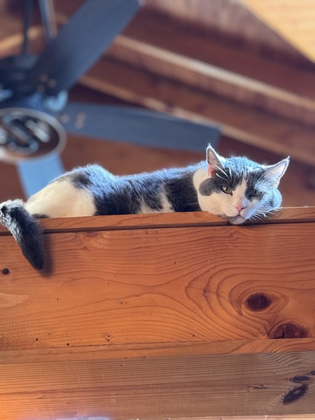 Entry image for Uno. Clicking this image will show a larger photo