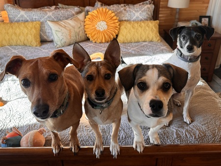 Entry image for Stella, Baxter, Foster (fka Percy now Chuck) Polly. Clicking this image will show a larger photo