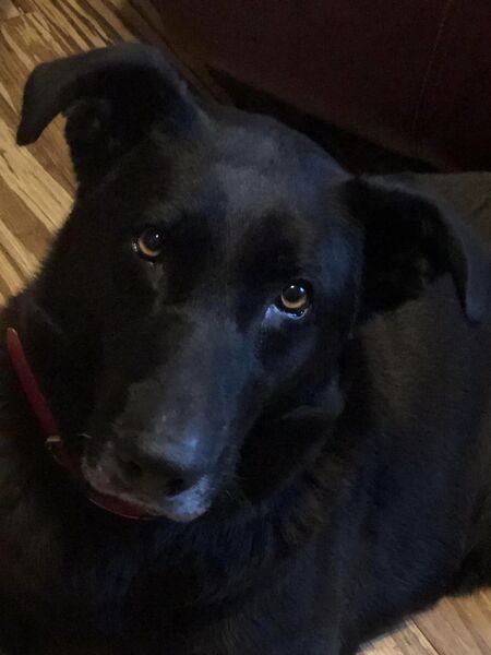 Entry image for Koda . Clicking this image will show a larger photo