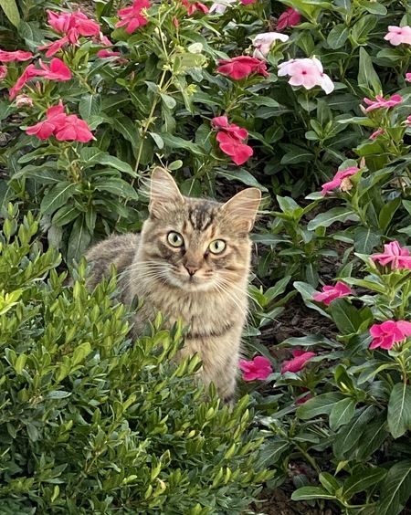 Entry image for Sophie. Clicking this image will show a larger photo