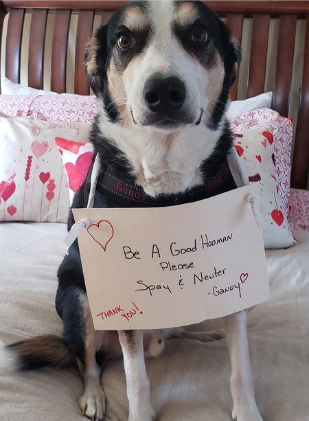 Entry image for Gandy. Clicking this image will show a larger photo